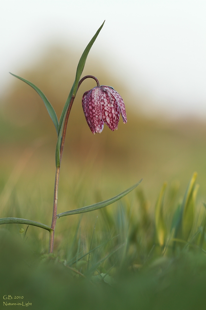 Noch eine Schachblume