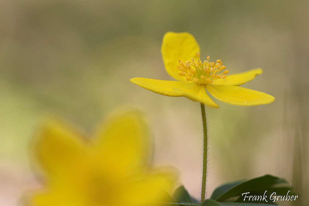 Gelbes Windröschen Anemone ranunculoides