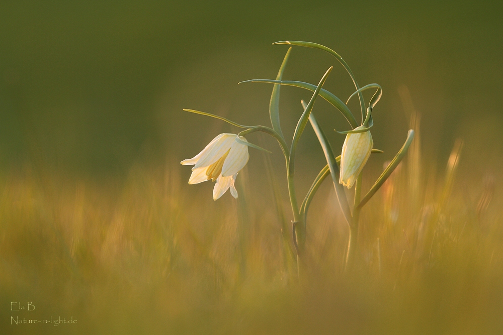 Im Abendlicht