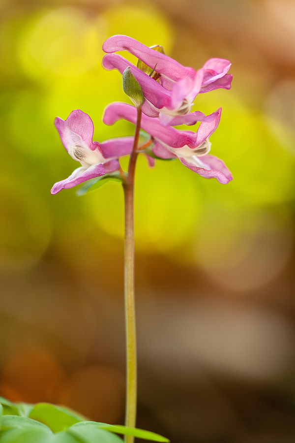 Hohler Lerchensporn (Corydalis cava)