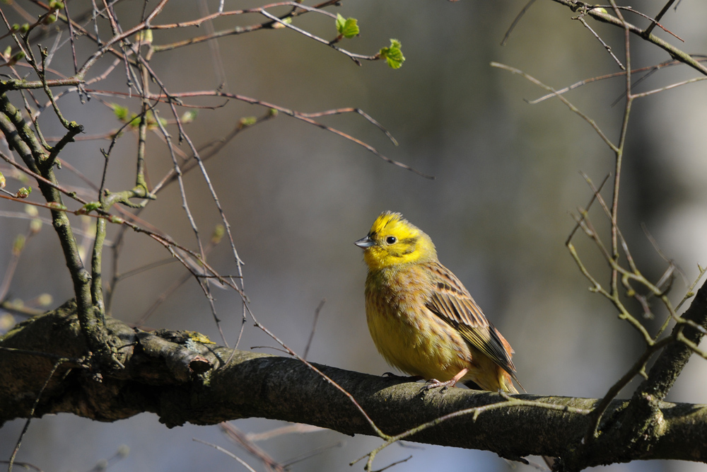 Die Goldammer (Emberiza citrinella) , ein noch erfreulich häufiger Vogel.