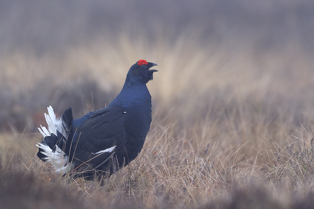 Birkhahn im Nebel