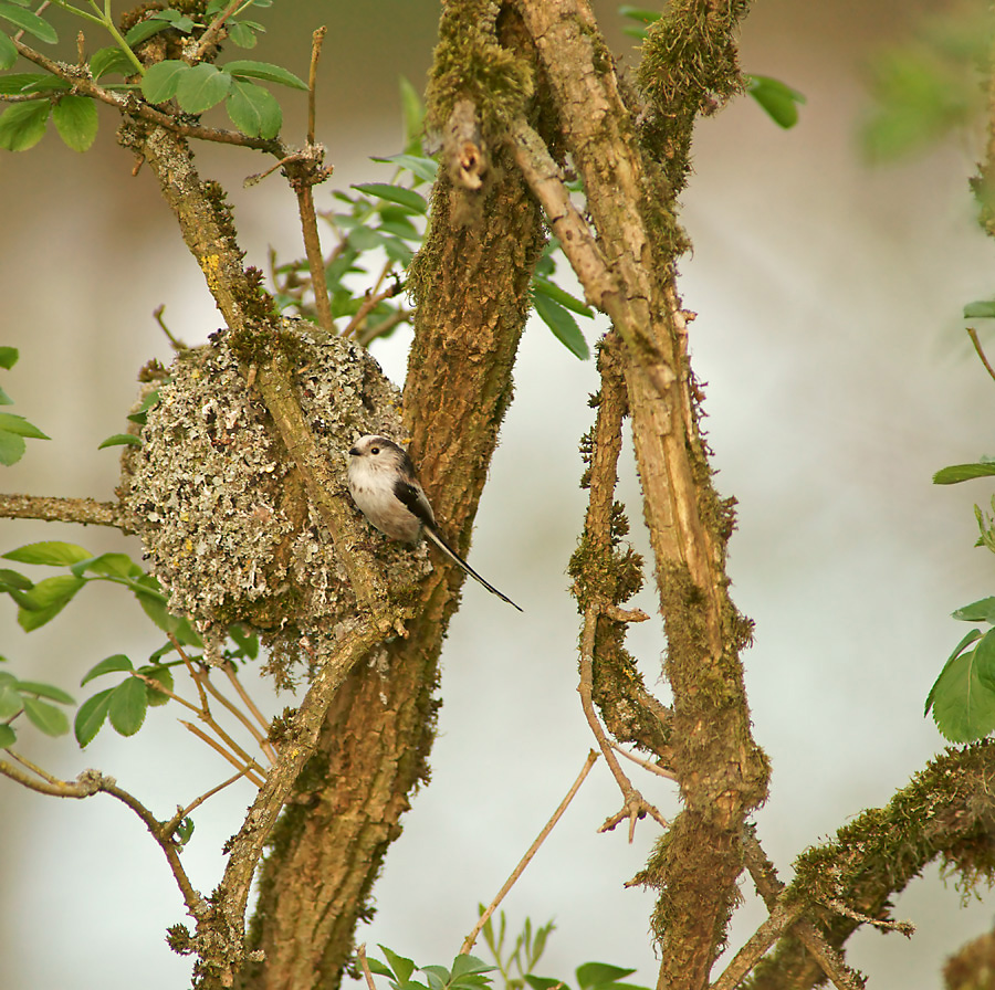 Schwanzmeise am Nest