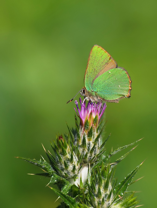 Brombeerzipfelfalter (Callophrys rubi)