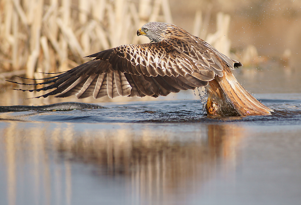 Birdwatching Beginners Beware The Schwarzer Milan Roter Milan Unterschied Explained - lxpcfdn