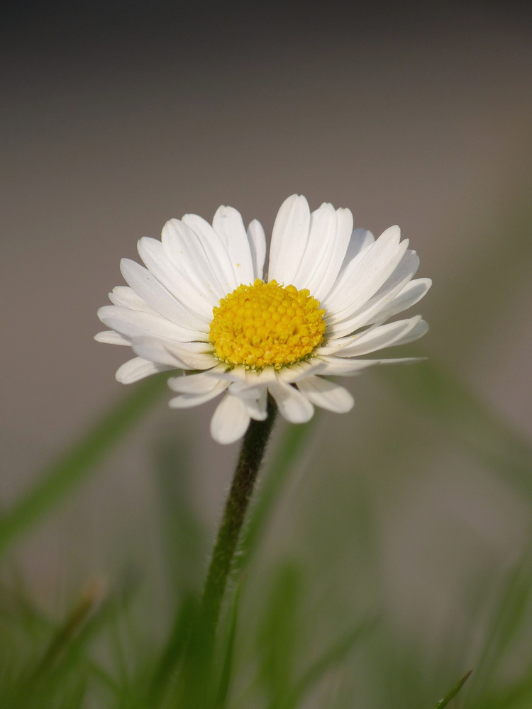 Gänseblümchen in Pose