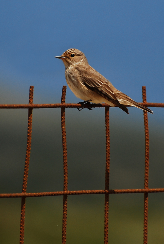  - image::Eike_Eissing_striata_muscicapa_grauschnaepper