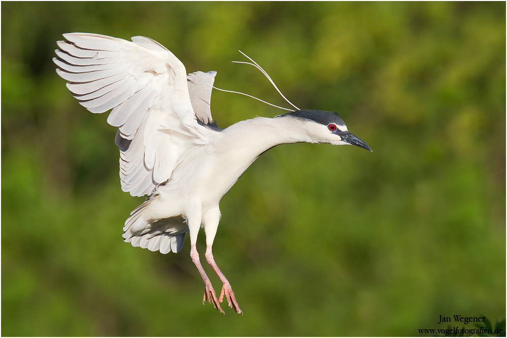 Nachtreiher (Nycticorax nycticorax) Black-crowned Night Heron