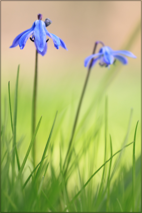 ***Blaue Sterne***