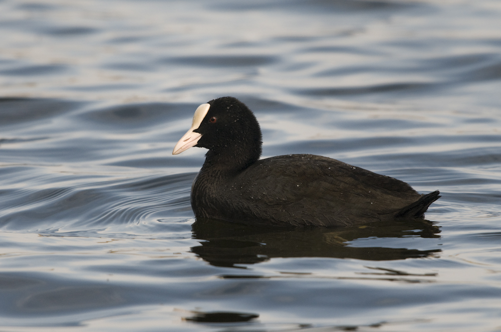 Blässhuhn im Wasser