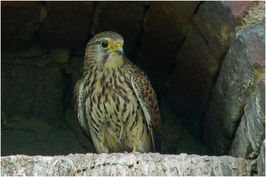 Turmfalke (weiblich)