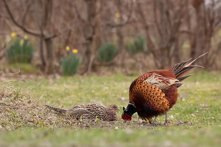 Fasanenbalz (Phasianus colchicus)