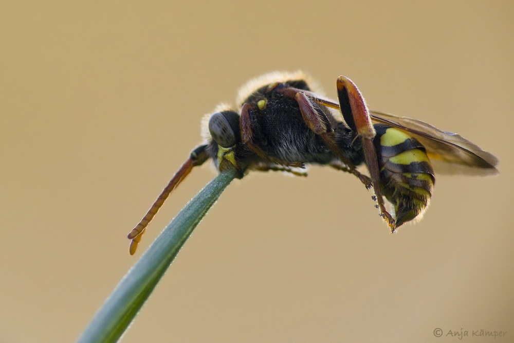 ...müde bin ich, geh´zur Ruh... (Forum für Naturfotografen)