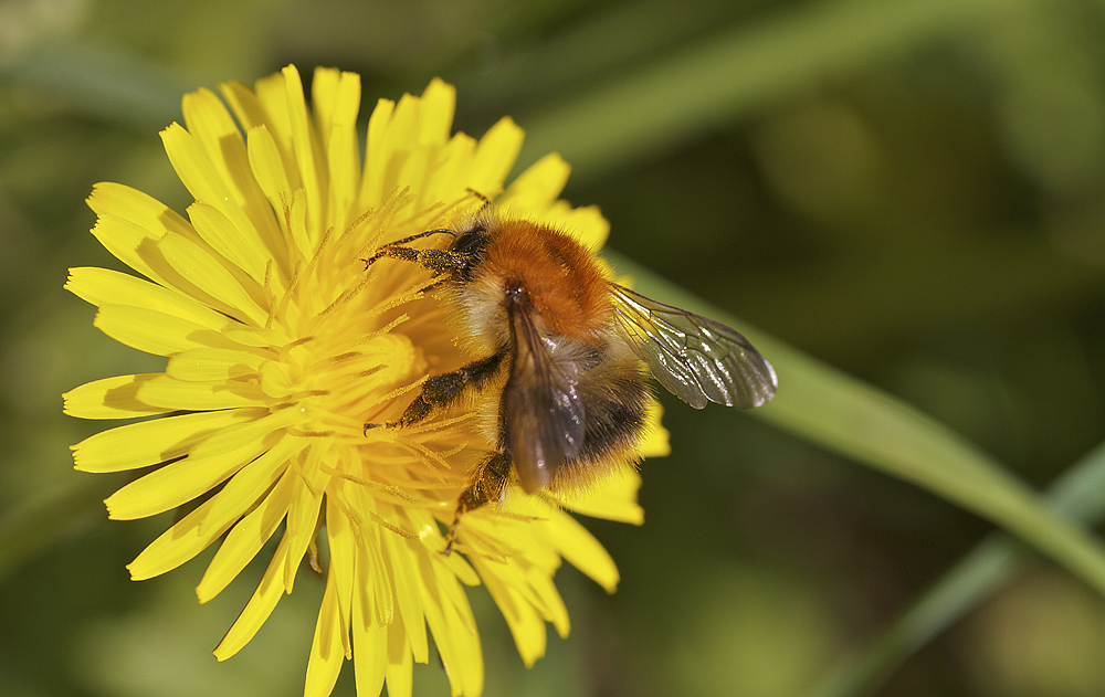 Ackerhummel