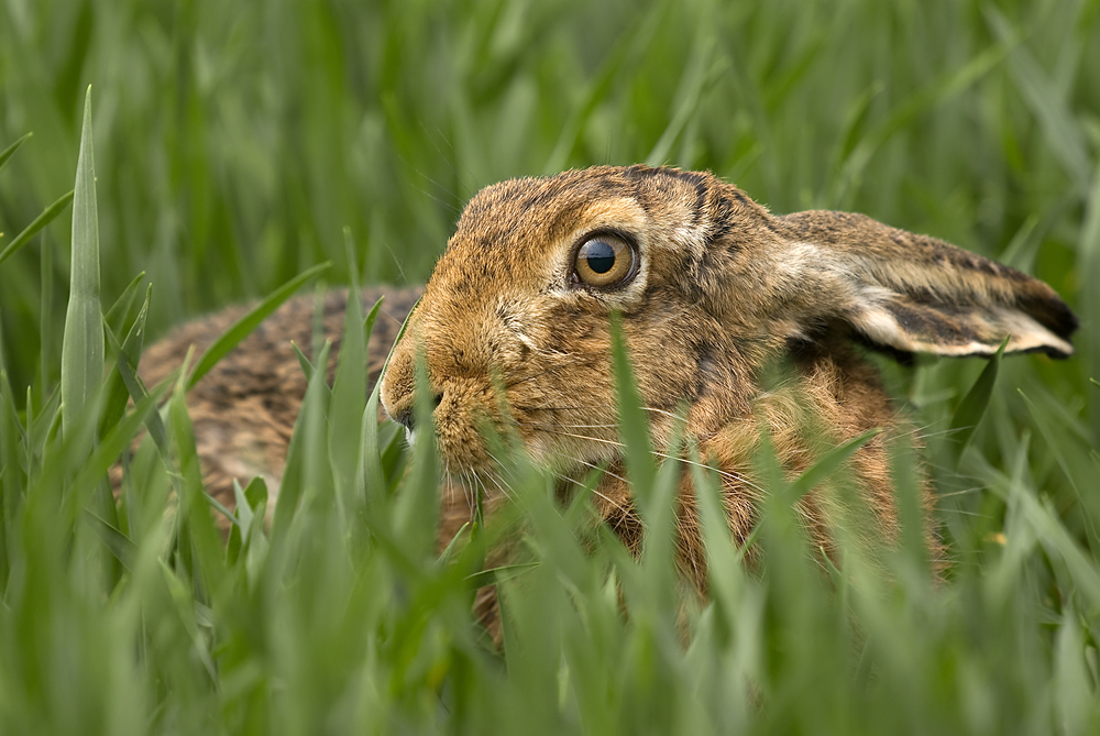 Hase !
