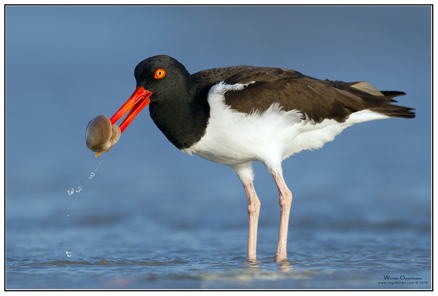 Nur ein Austernfischer (Haematopus palliatus).