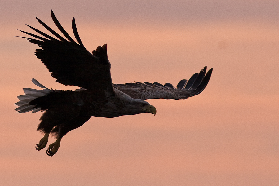 Sundowner Eagle