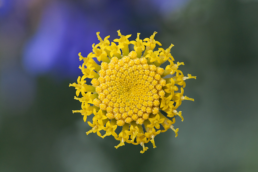 Blüte Heiligenkraut