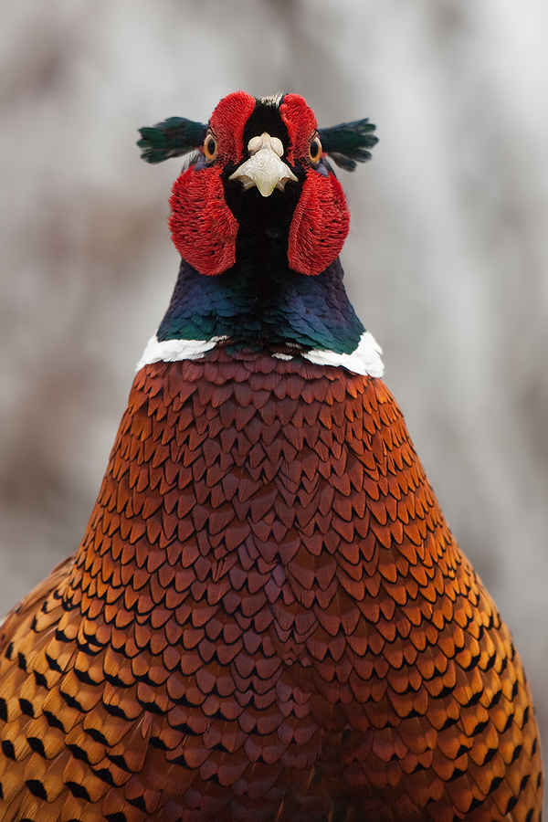 Fasanenportrait II (Phasianus colchicus)