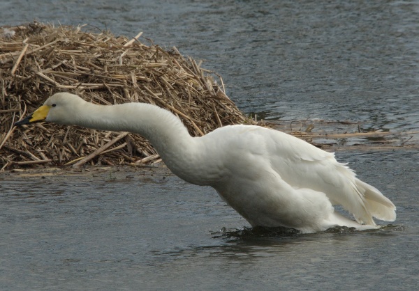 Singschwan beim Aufschütteln des Gefieders