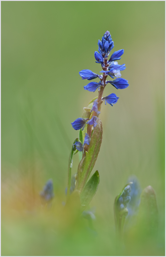 Blaues Kreuzblümchen