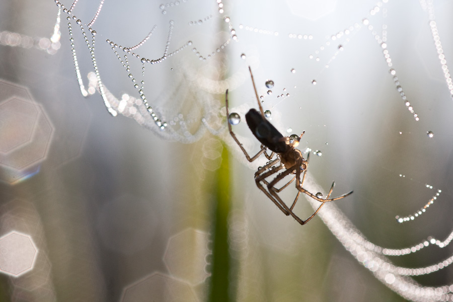 Spinne am Morgen