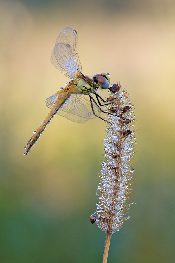 Herbstlibelle - Sympetrum fonscolombii