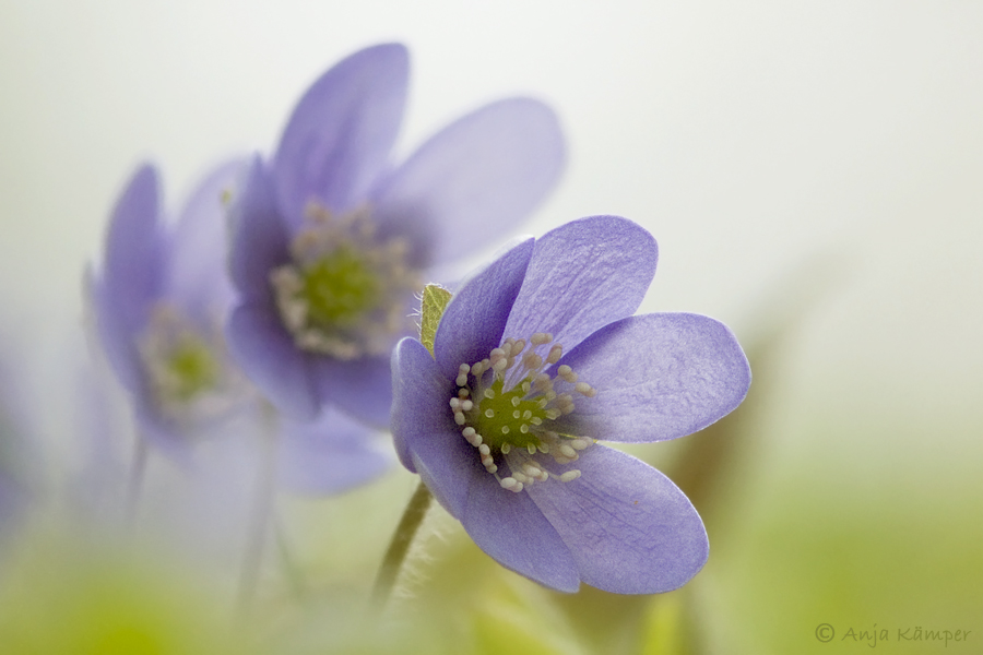 ...Hepatica nobilis...