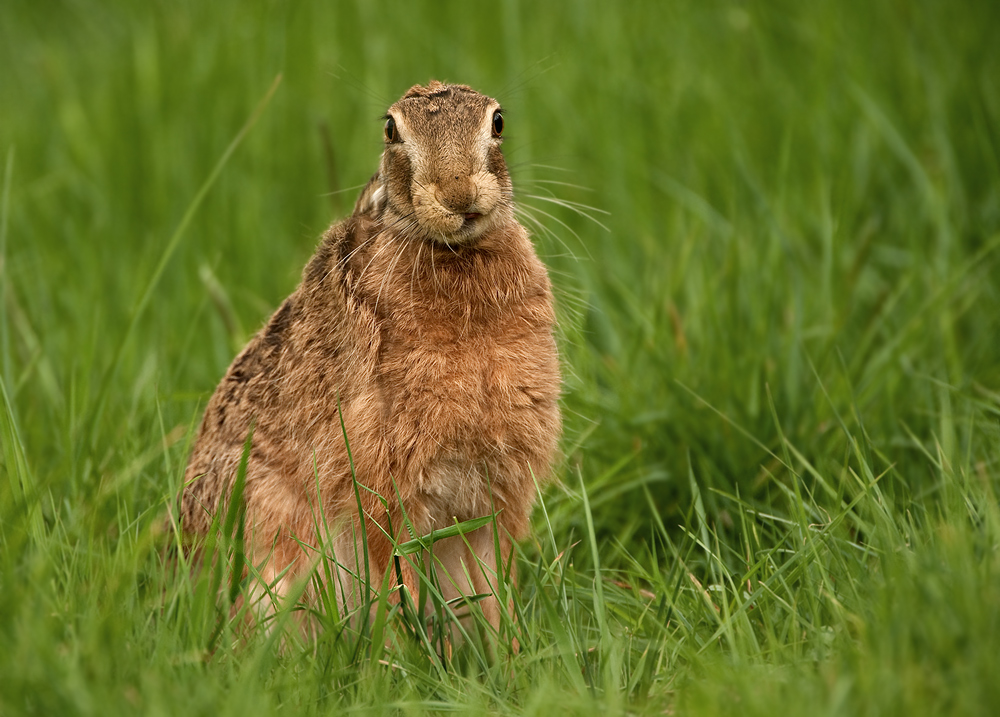 Kein-Ohr-Hase!