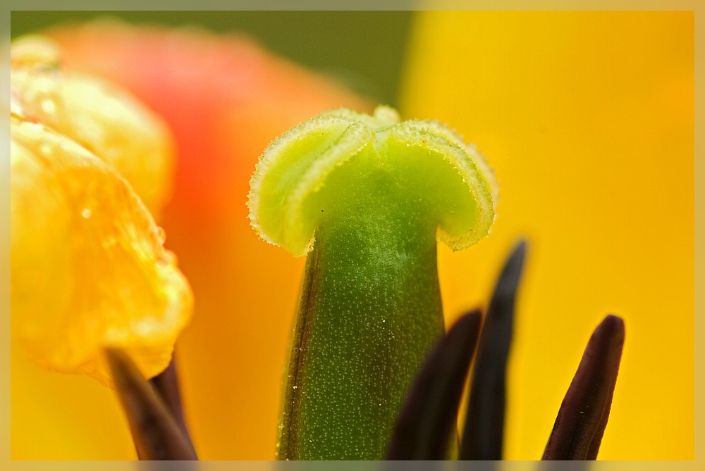 Herz einer Tulpe