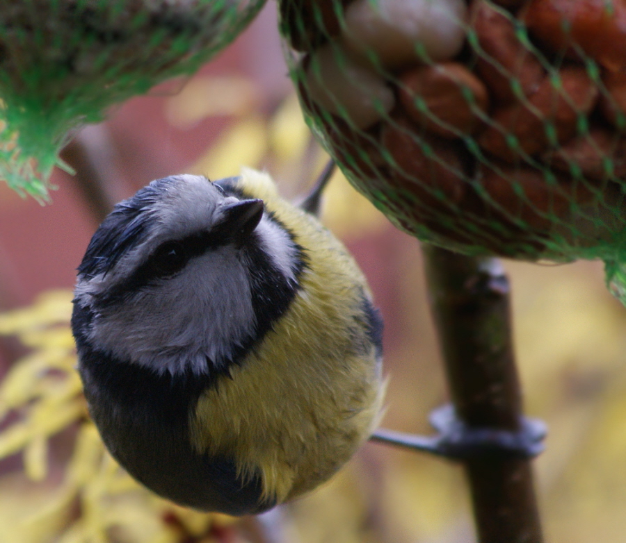 Hungrige Blaumeise