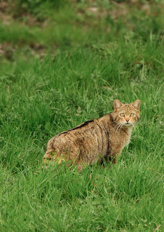 Mal wieder ne Wildkatze