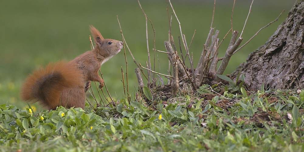 Frühling bei den Eichhörnchen!