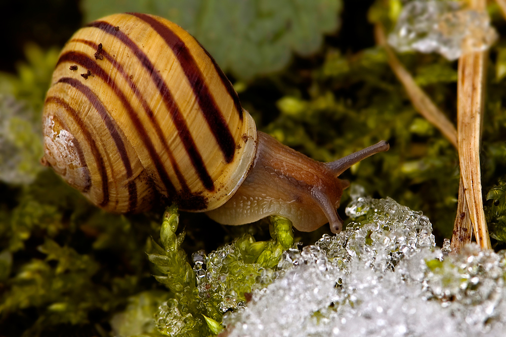 Eis-Schnecke