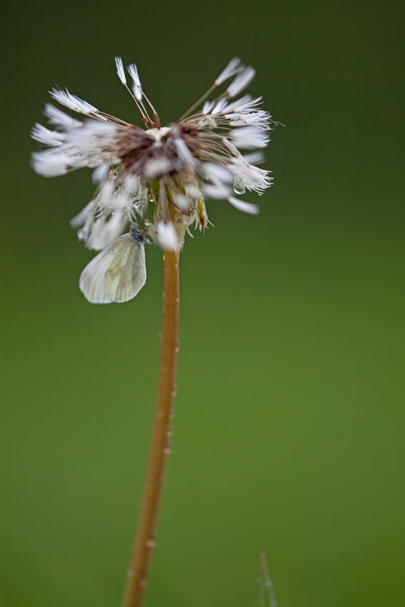 Regenschirm II