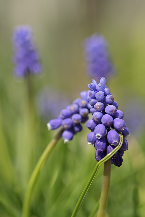 blaue Phase