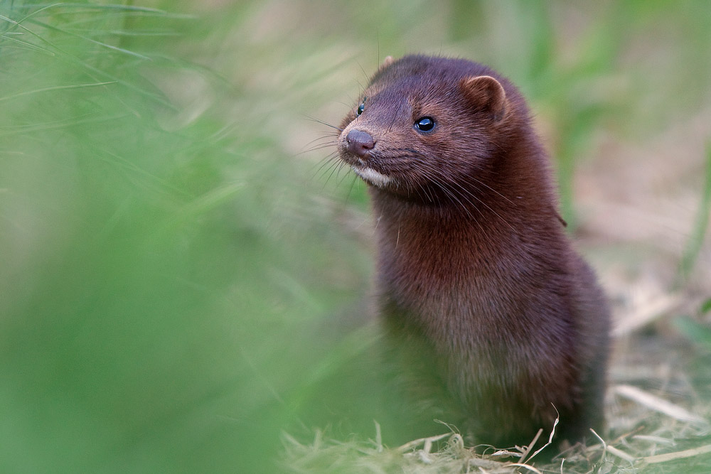 Mink (amerikanisches Nerz)