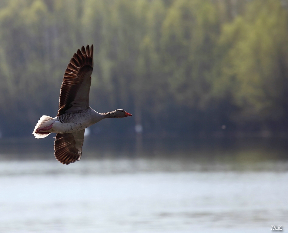 Graugans im Flug