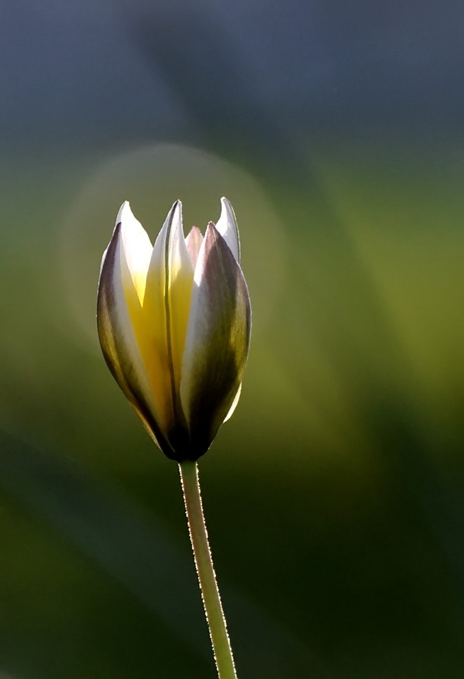 Wildtulpe