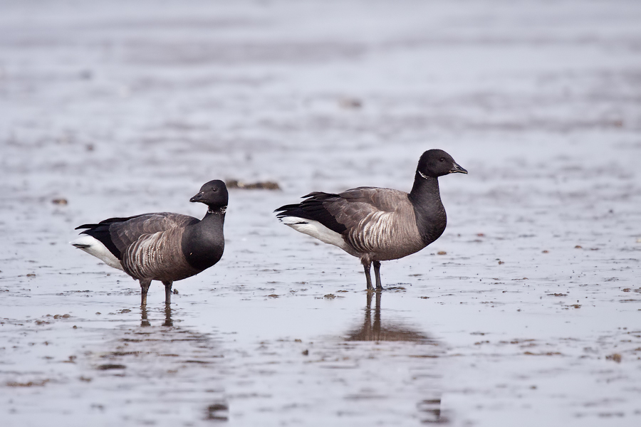 Ringelgänse (Branta bernicla) im Wattenmeer