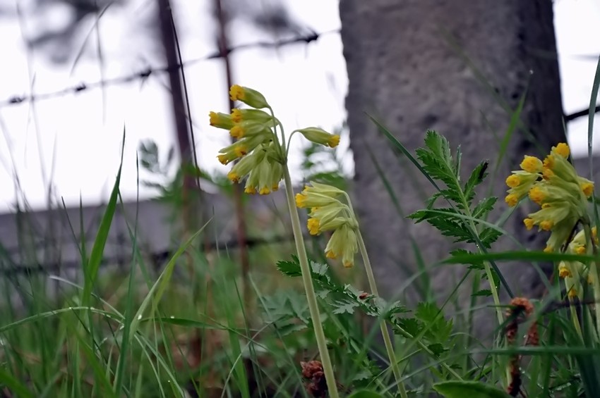 Schlüsselblume hinter Stacheldraht