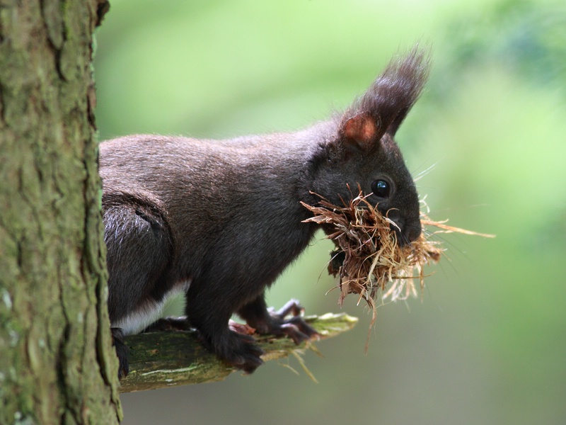 Eichhörnchen