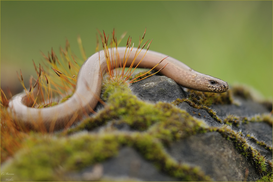 Anguis fragilis