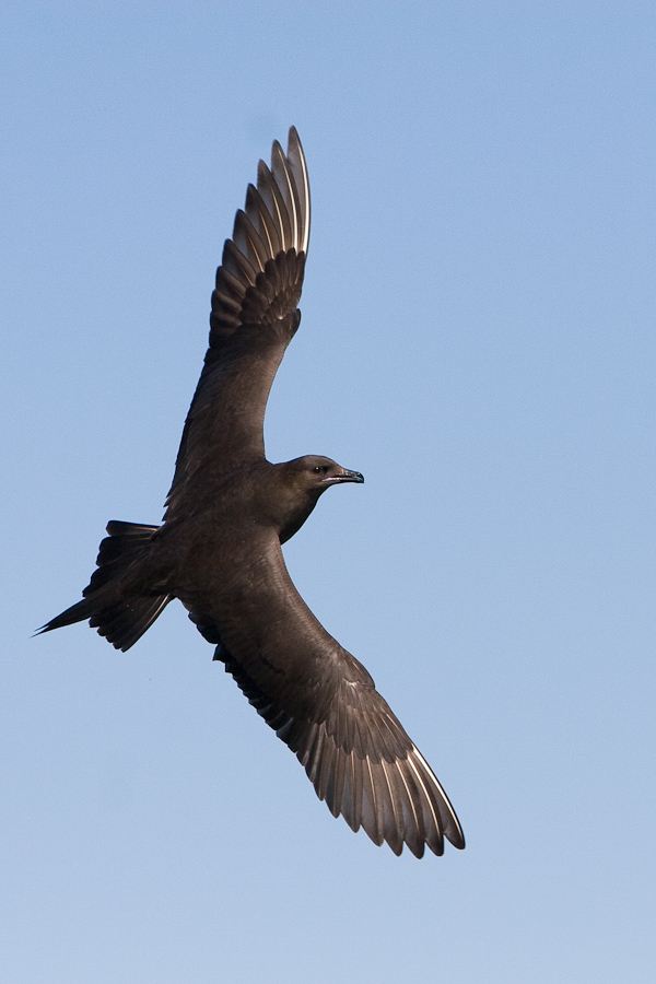 Artic Skua