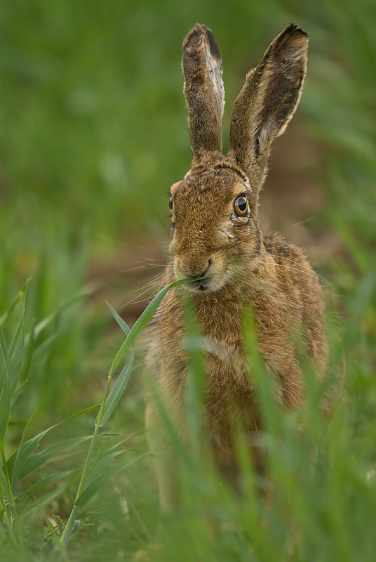 Noch`n Hase