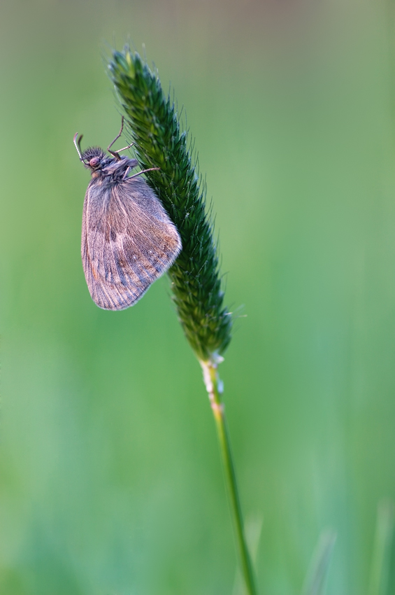 Kleines Wiesenvögelchen (Coenonympha pamphilus)