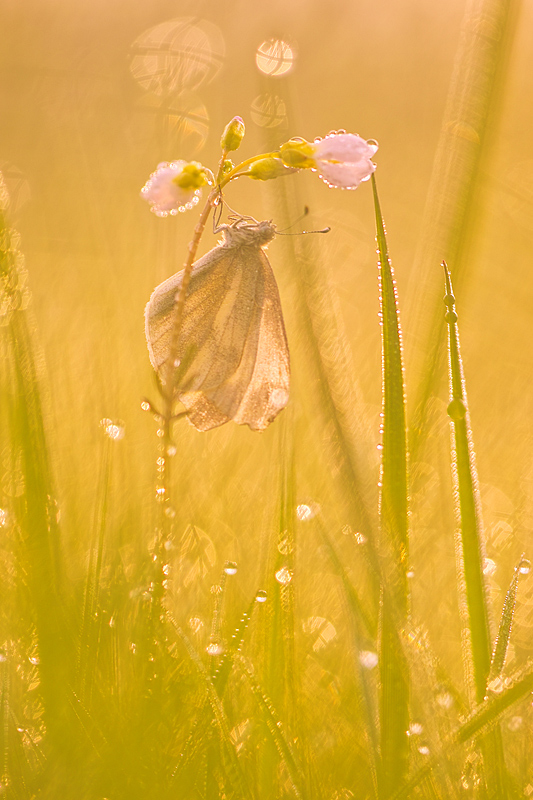 Wiesenschaumkraut bei Sonnenaufgang