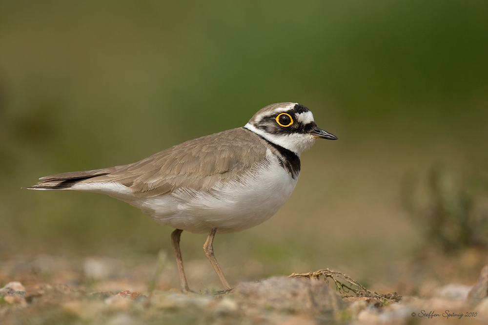 Flussregenpfeifer (Charadrius dubius)