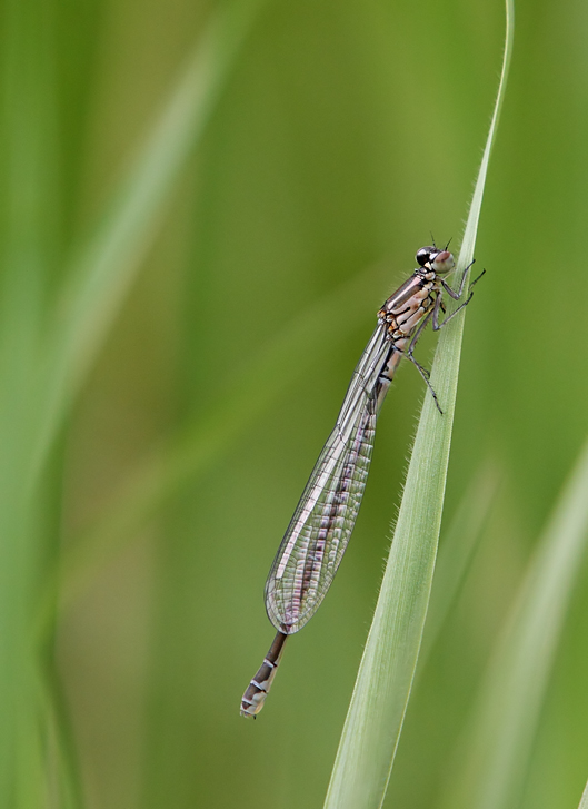 Libelle