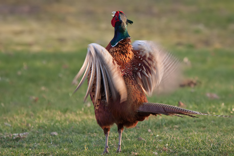 Balzsprung eines Fasanenhahns (Phasianus colchicus)